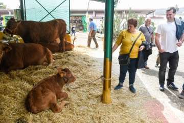 Más de 900 animales en la Feria de Ganado de Gran Canaria (Foto TA)